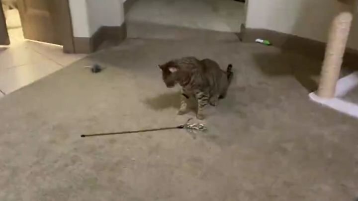 Кот, который умеет развлечь себя сам 