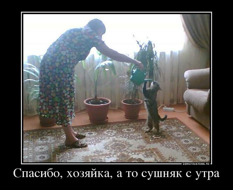 Демотиваторы