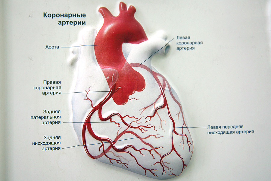 Кровоснабжение миокарда схема