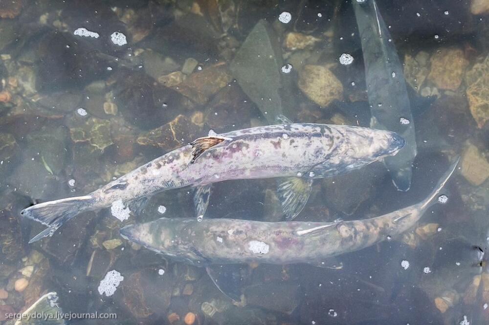  Камчатский лосось
