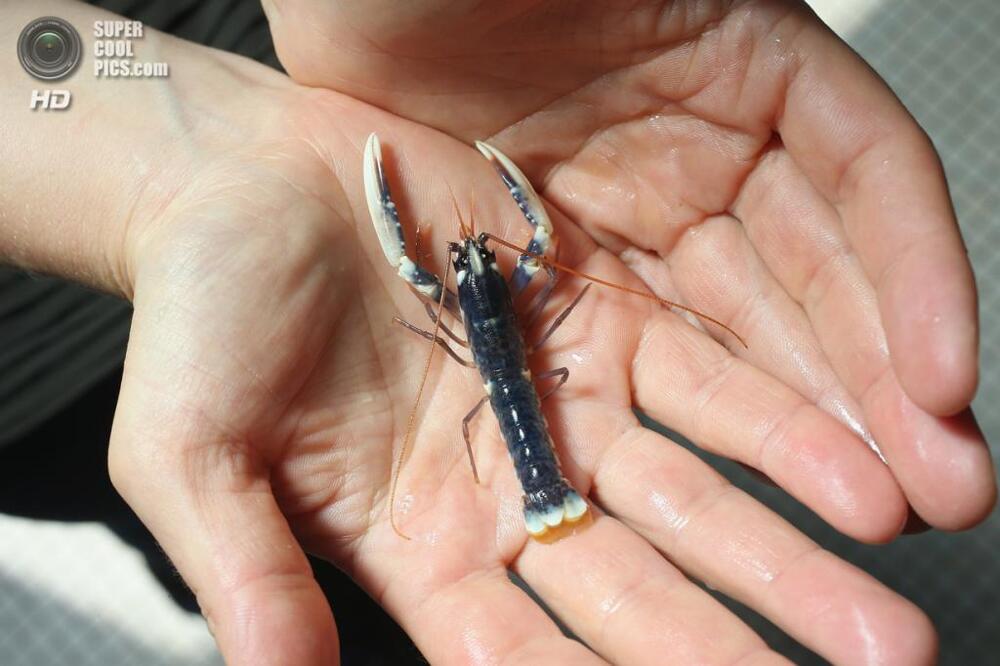 Ученые пытаются восстановить популяцию европейского омара