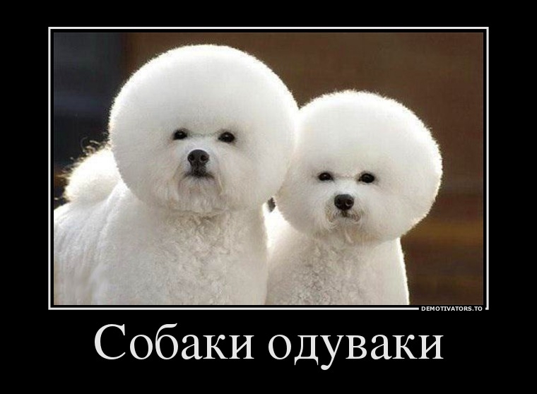 Демотиваторы