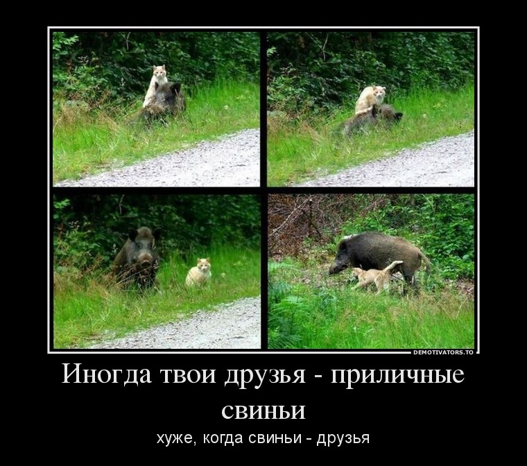 Демотиваторы