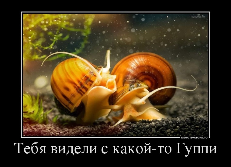 Демотиваторы
