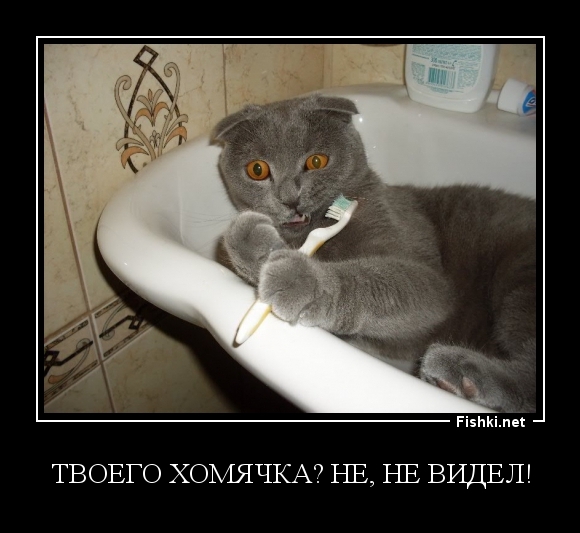 Твоего хомячка? не, не видел!