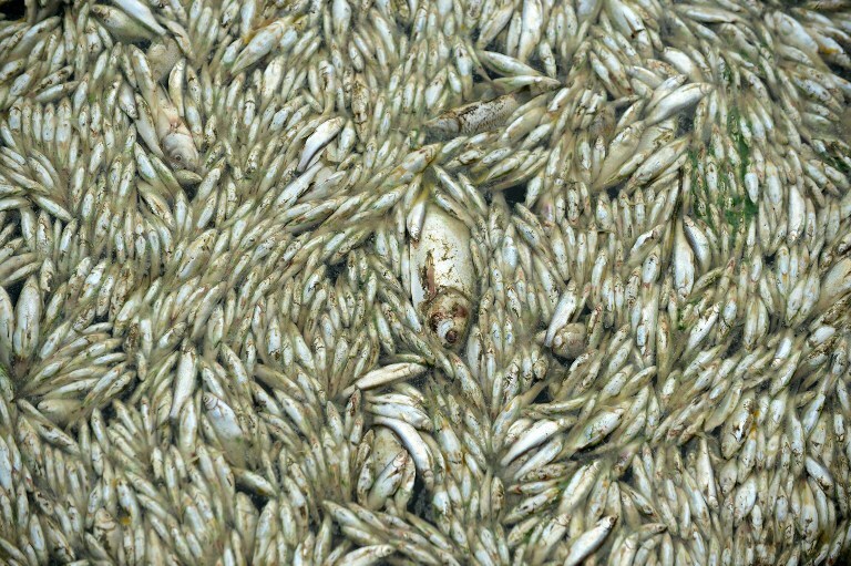 В Китае отравилось 30 тонн рыбы