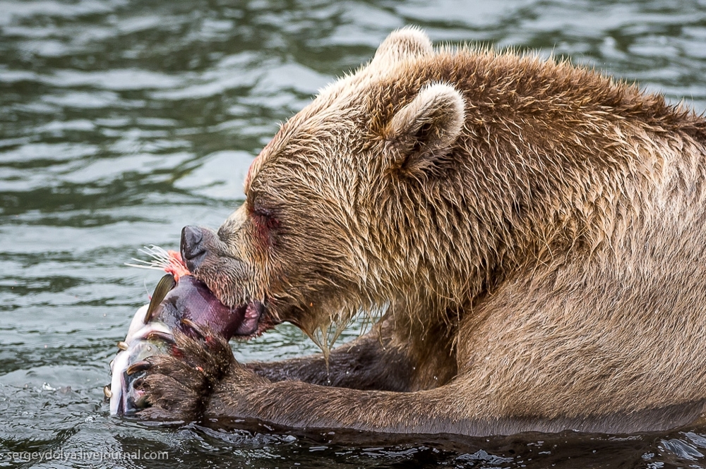 Медвежья рыбалка на заповедном кордоне