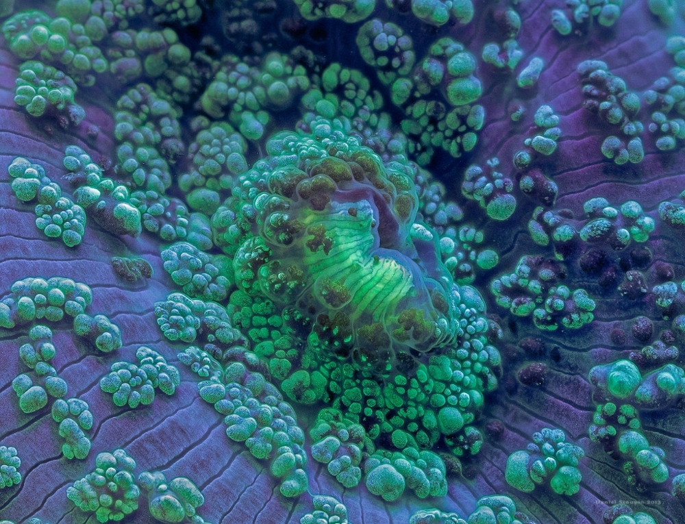 Фантастические макрофотографии кораллов