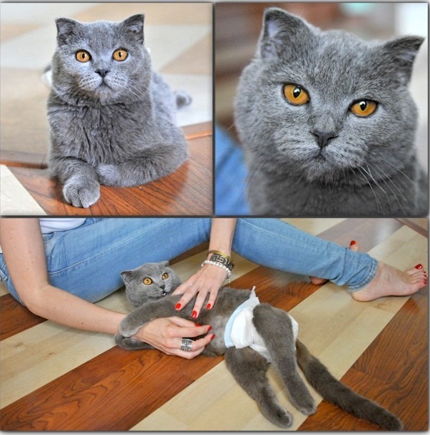 Коту-инвалиду Додошке смастерили протез