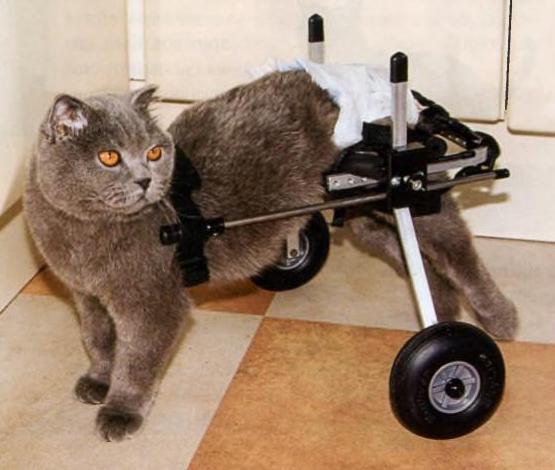Коту-инвалиду Додошке смастерили протез