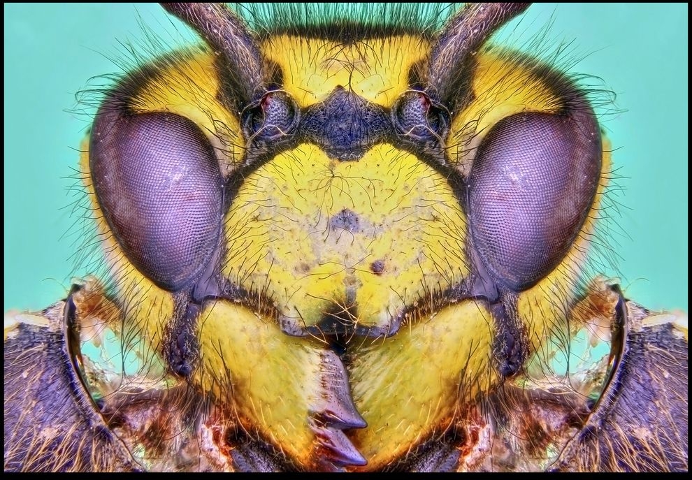 Фотографии насекомых Фрэнсиса Прайора 