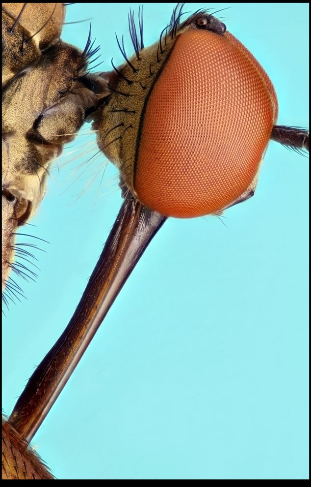Фотографии насекомых Фрэнсиса Прайора 