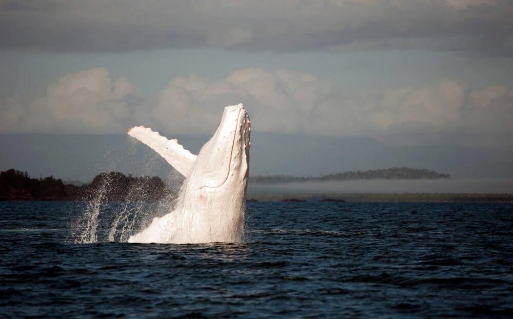 Горбатый белый кит