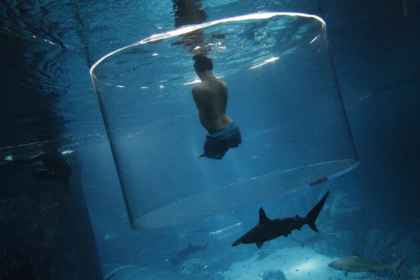 30-летний Ник Вуйчич, родившийся без всех четырех конечностей, плавает с акулами в океанариуме Сингапура.