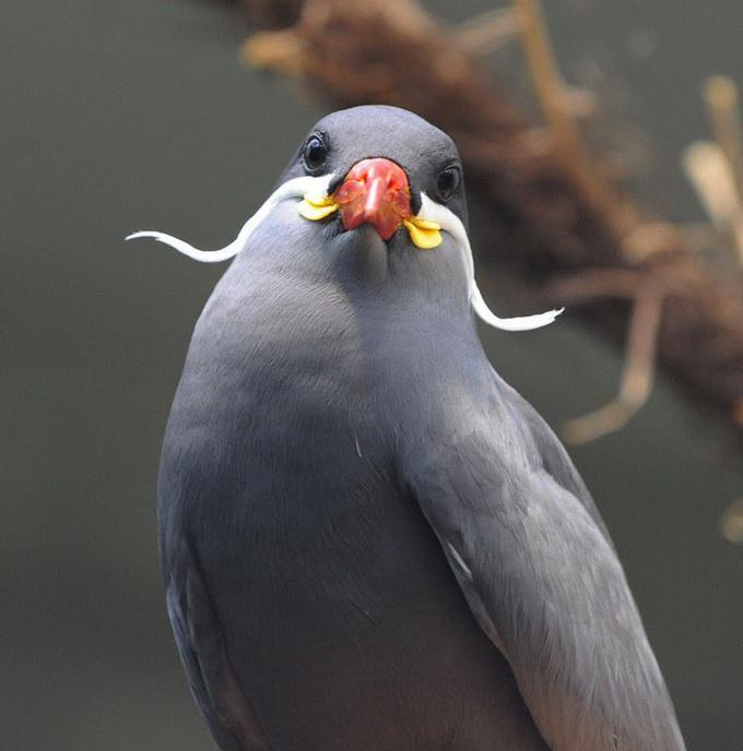 Усатая птица Inca Tern, обитает на побережье Тихого океана