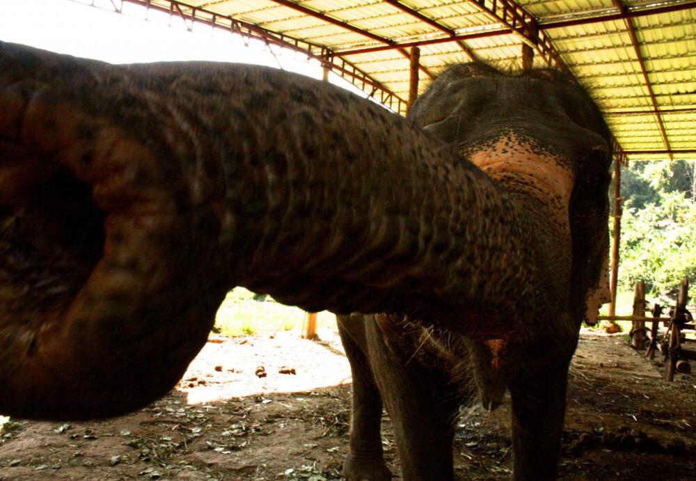 Слон в Таиланде тянется хоботом к камере 