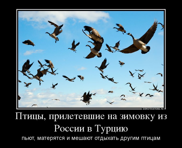 Демотиваторы