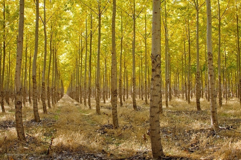 Ферме деревьев в Орегоне