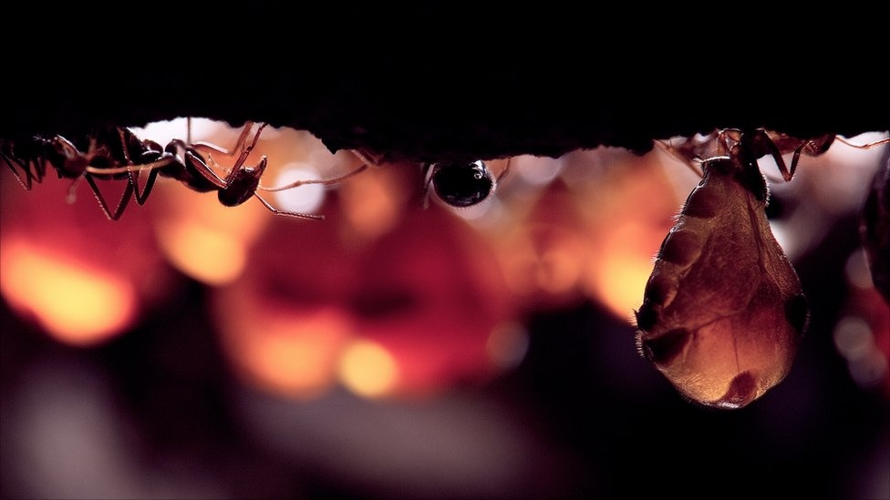 В муравейнике медовых муравьев