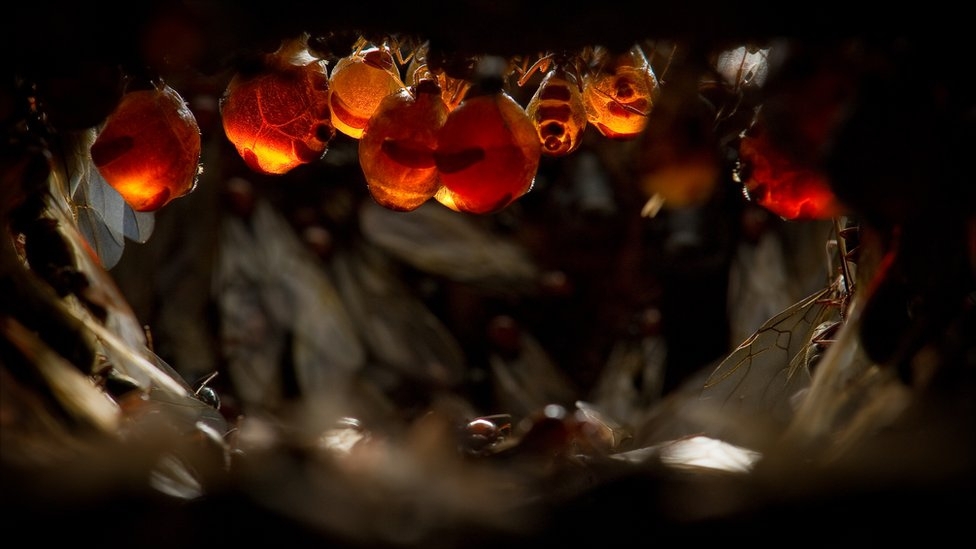 В муравейнике медовых муравьев