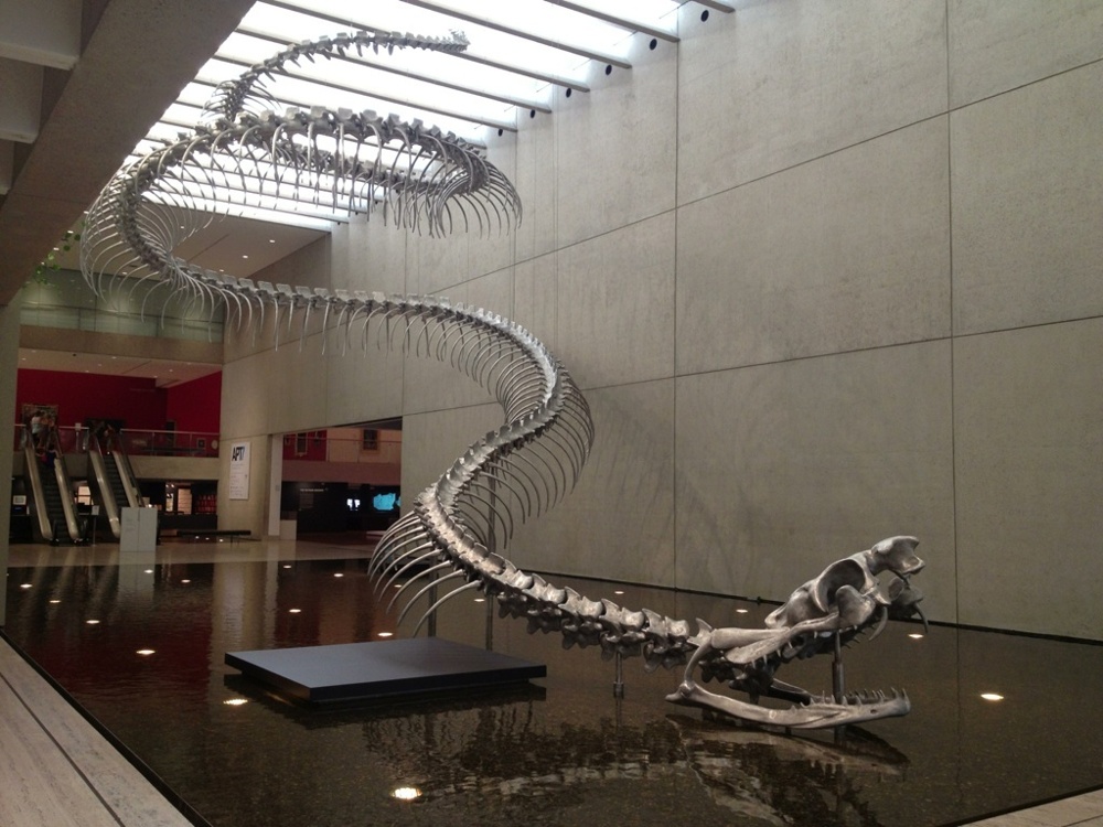 Скелет 53-метровой гигантской змеи, выставлен в картинной галерее Кливленда, в США.