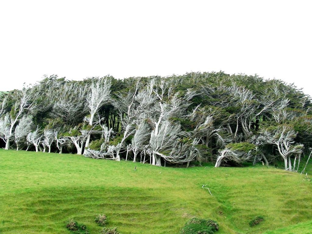 Наклонные деревья в Новой Зеландии 