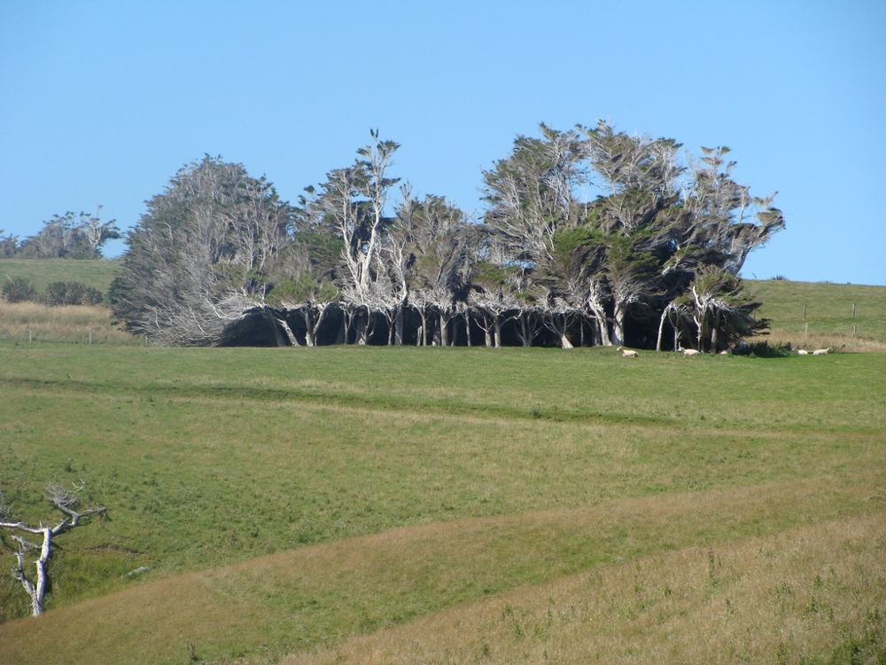 Наклонные деревья в Новой Зеландии 