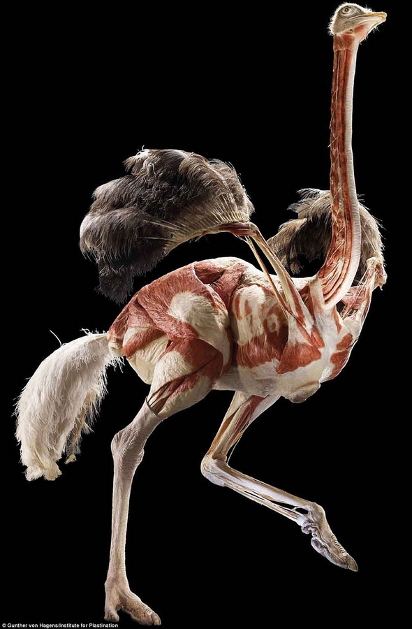 Анатомия страуса