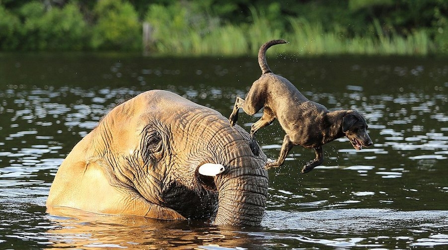 Слон и моська сто лет спустя