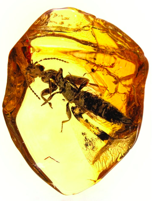 Доисторические насекомые в янтаре