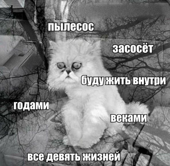 Тленный кот