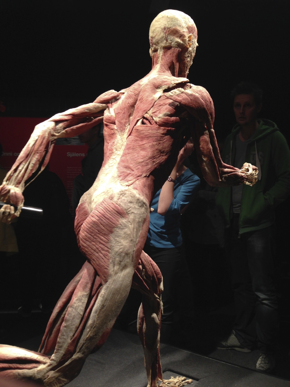 Bodyworlds Хельсинки