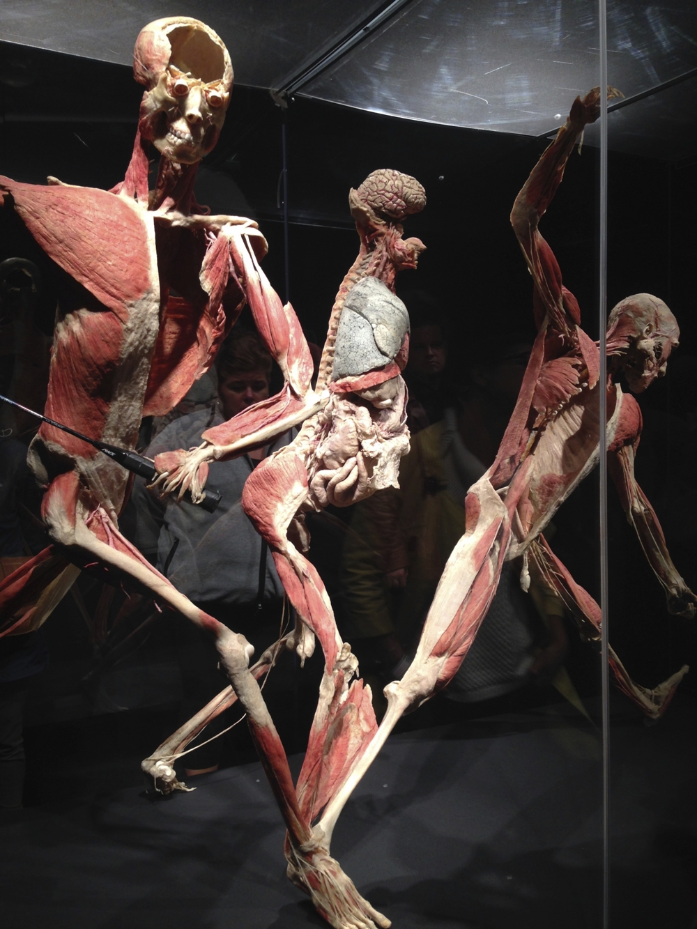 Bodyworlds Хельсинки