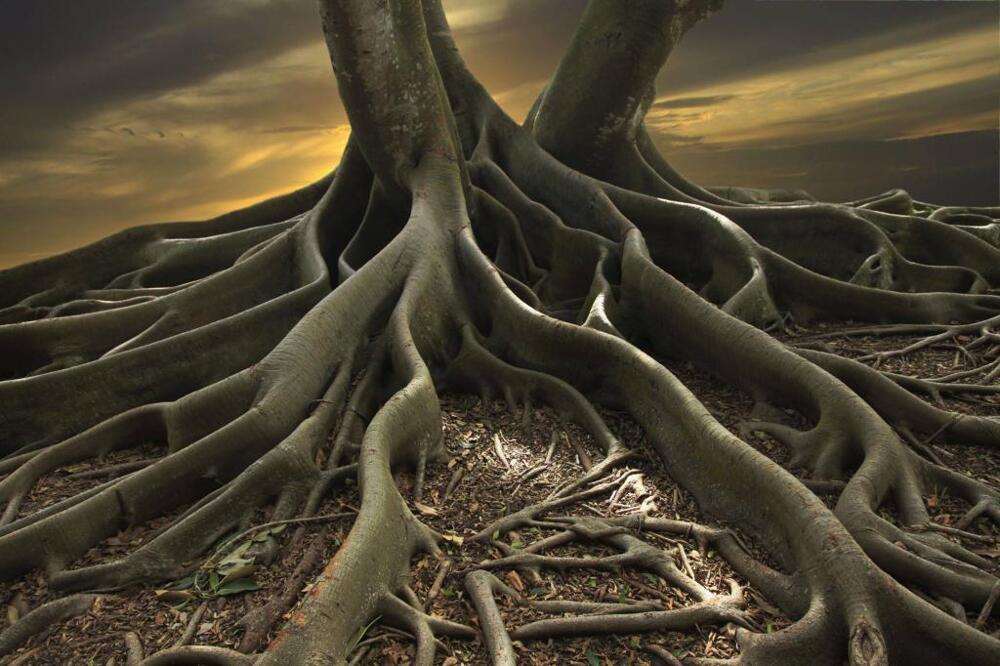 Могучие корни дерева Banyan