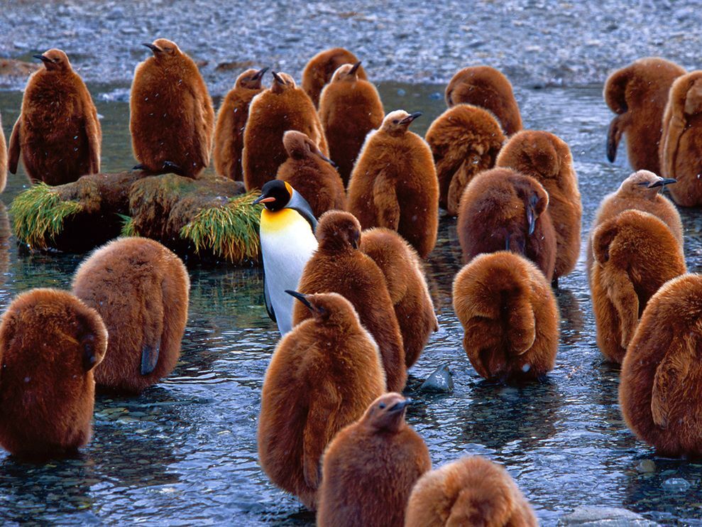  Королевские пингвины на островах Южной Джорджии, Южная Атлантика