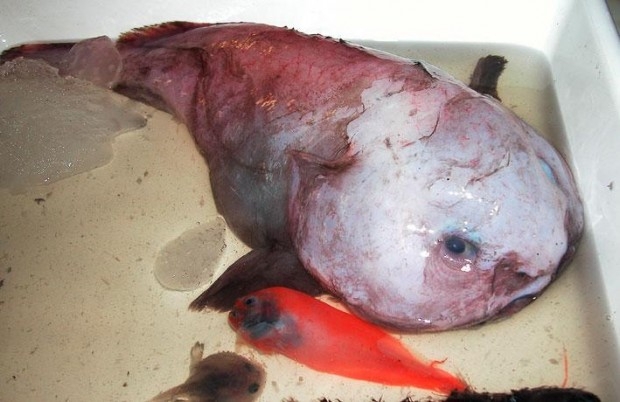 Рыбу-каплю признали самым уродливым животным на планете.