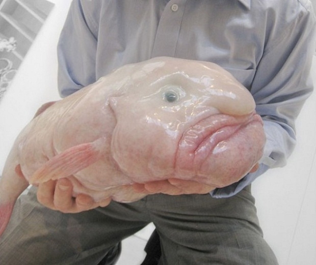 Рыбу-каплю признали самым уродливым животным на планете.