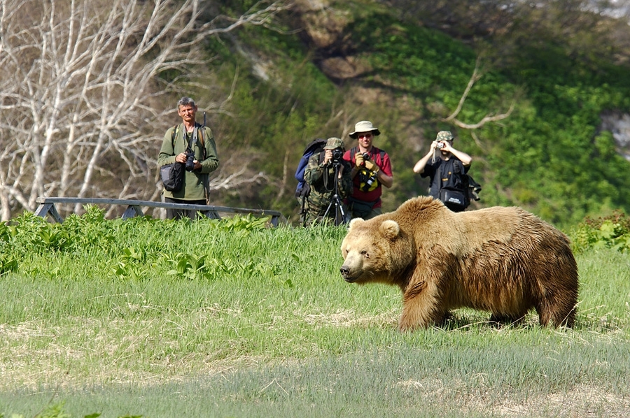 Отстрел медведей в Приморье, которые заходят в города и села. 