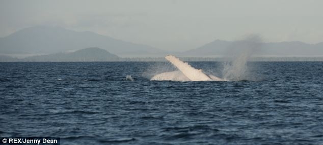 Удалось сфотографировать горбатого кита альбиноса 