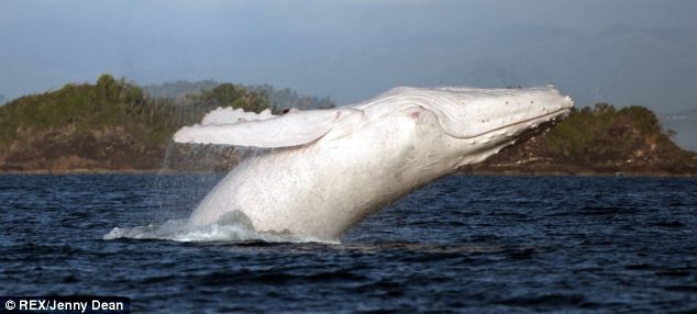 Удалось сфотографировать горбатого кита альбиноса 