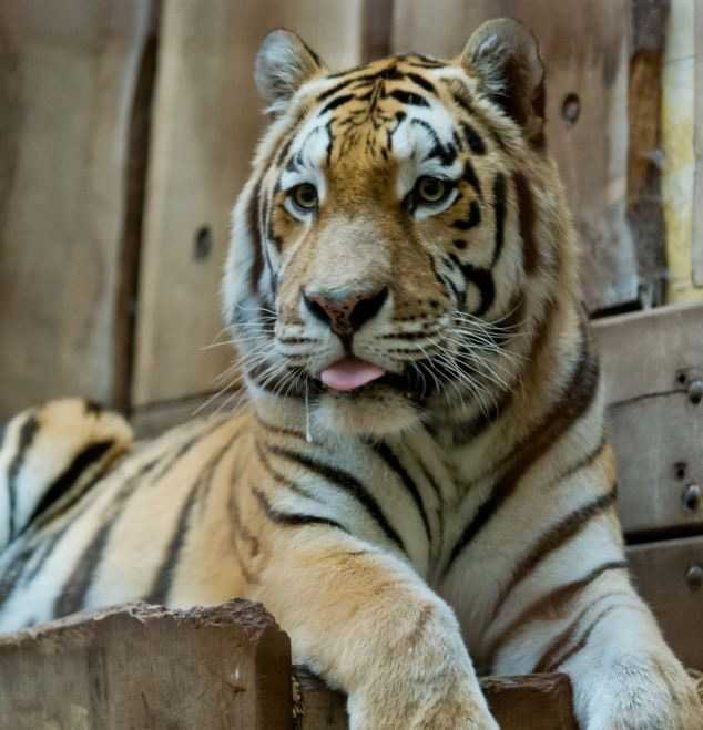 Тигр перегрыз горло смотрителю зоопарка на глазах посетителей