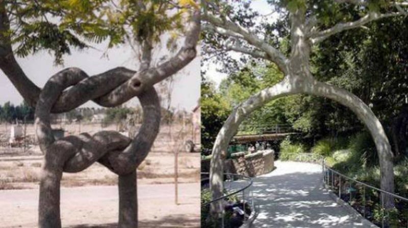 Удивительный парк деревьев Акселя Элрадсона 