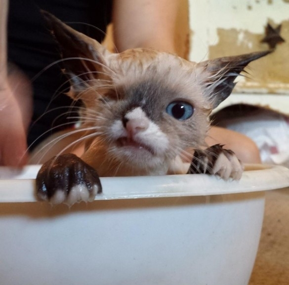 Одноглазый кот-пират