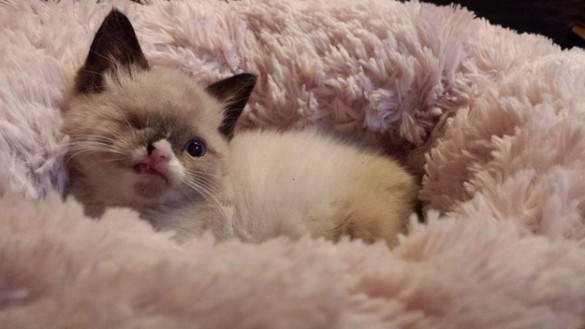 Одноглазый кот-пират
