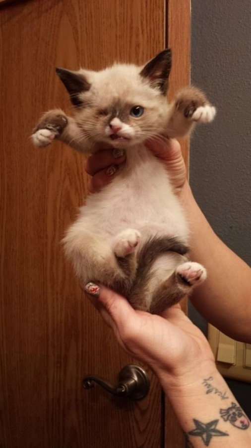 Одноглазый кот-пират