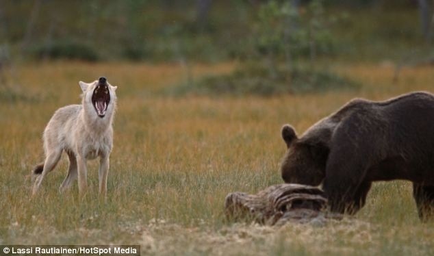 Крепкая дружба волчицы и бурого медведя