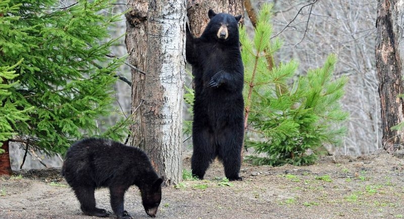 Очеловеченый быт семейства черных медведей 