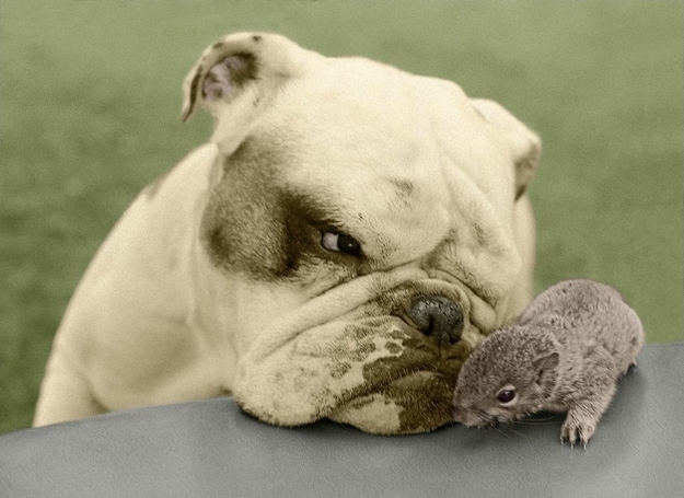 Невероятные истории о дружбе между животными разных пород