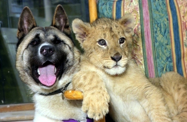 Невероятные истории о дружбе между животными разных пород