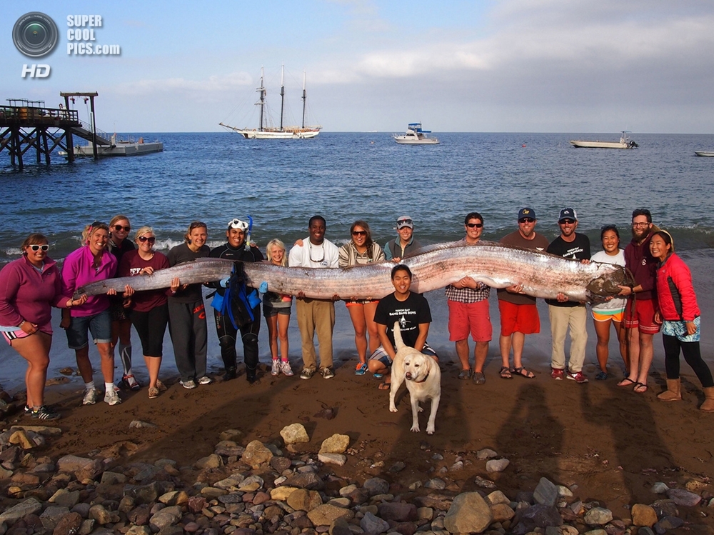 В Калифорнии было поймано пятиметровое морское чудовище